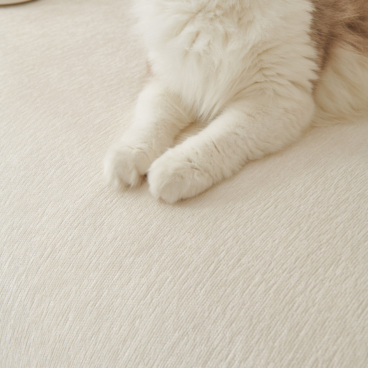 Cat paws on the cream woven texture
