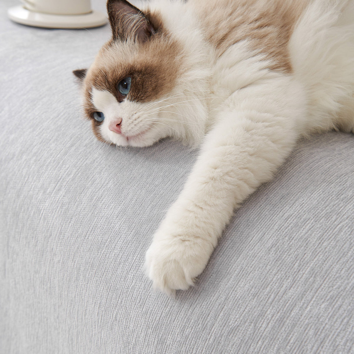 Close view of a cat on the light gray woven texture