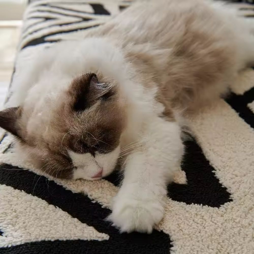 Cat asleep on the soft ivory and black jacquard pile